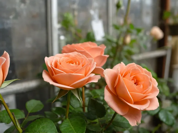 Rose moderne