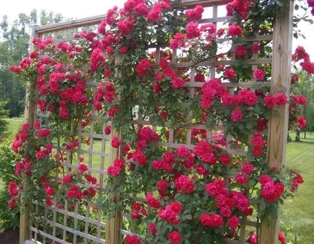 rosa rampicante su arco