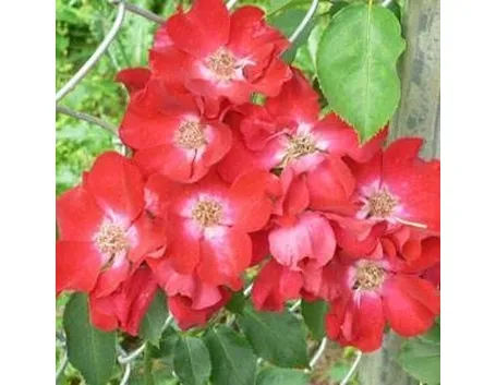 Rose tappezzanti
