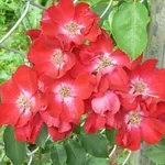 Rose tappezzanti