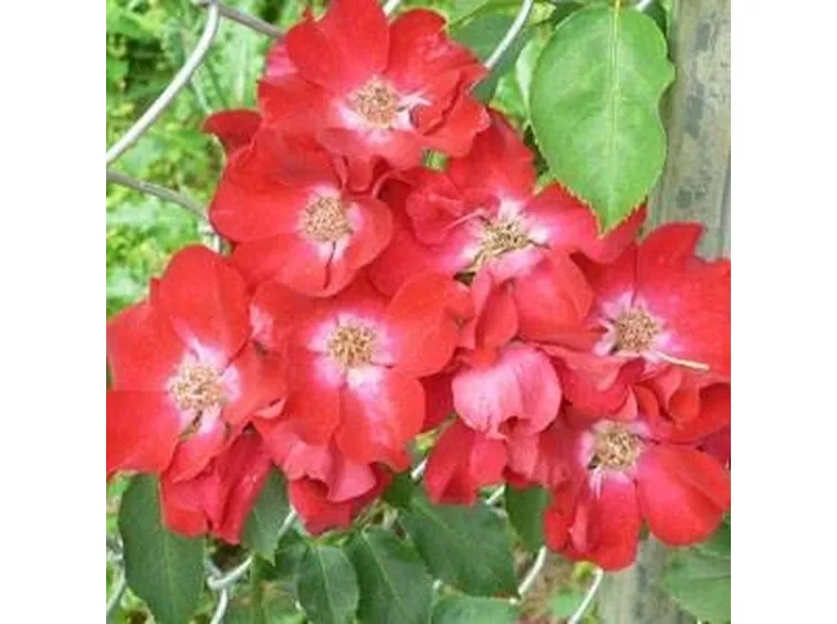 Rose tappezzanti