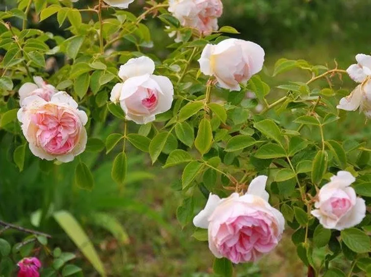 Rose tappezzanti