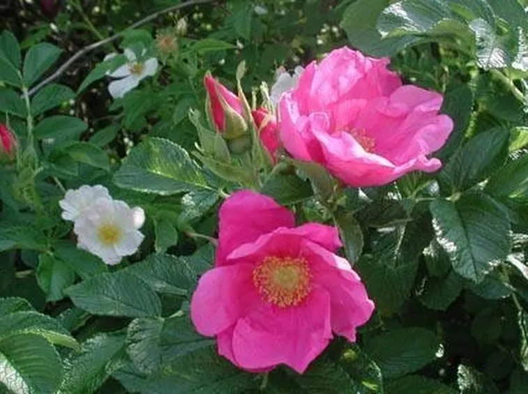 Rose tappezzanti