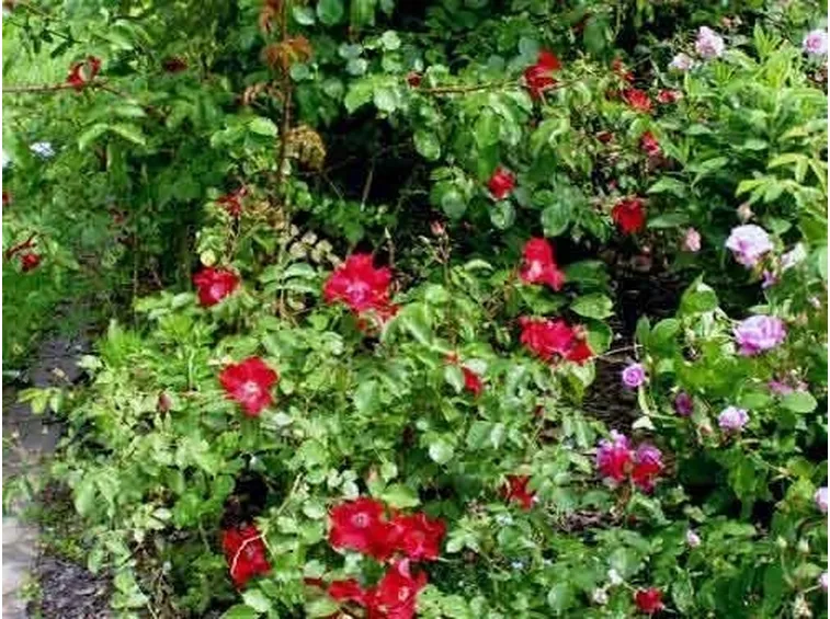 Rose tappezzanti