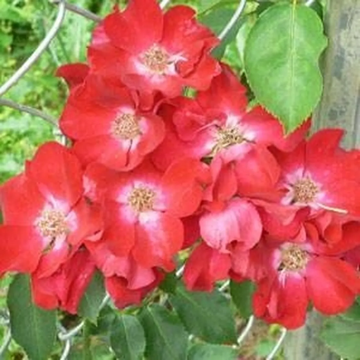 Rose tappezzanti