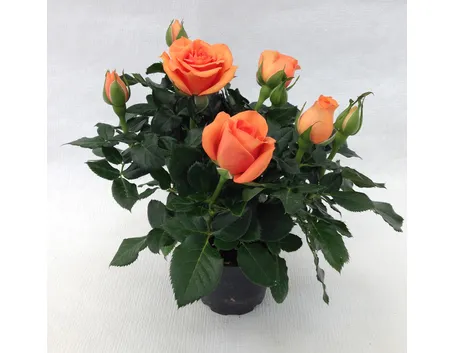 Roselline in vaso