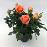 Roselline in vaso