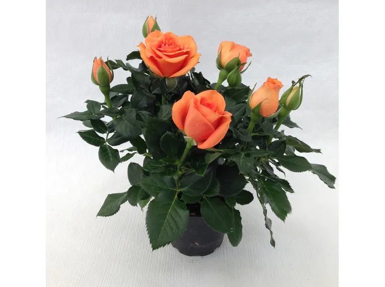 Roselline in vaso
