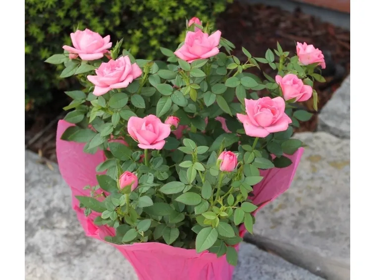 Roselline rosa