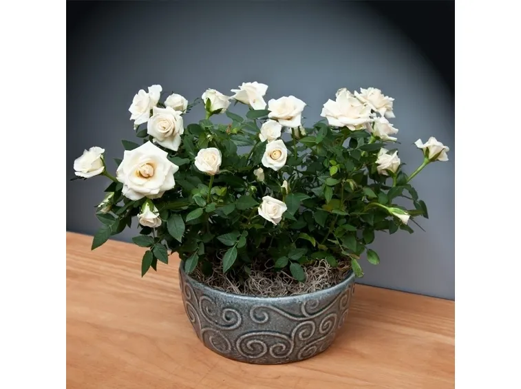 Roselline bianche