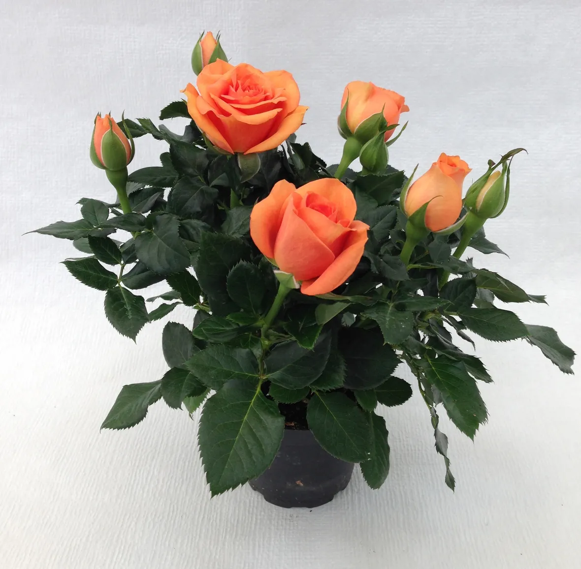 Roselline in vaso