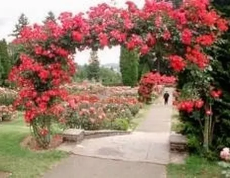 roseto1