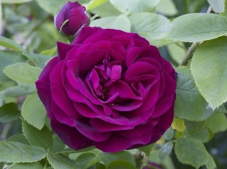 Rose Du Roi