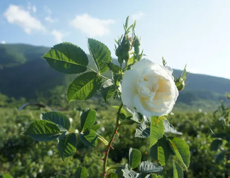 Rosa alba