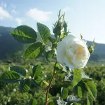 Rosa alba