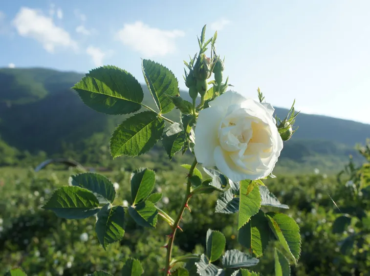 Rosa alba