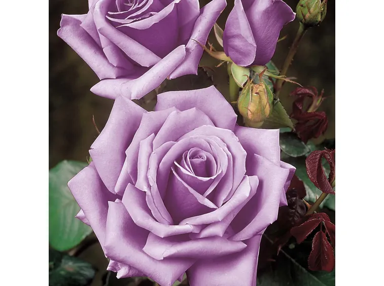 Rosa Blue Moon