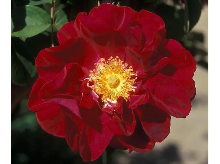 Rosa Gallica Officinalis