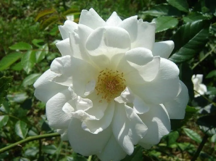 Rosa Alba