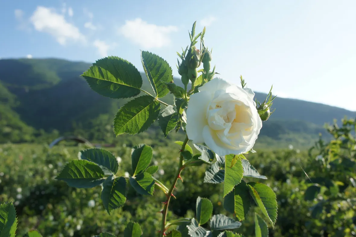 Rosa alba