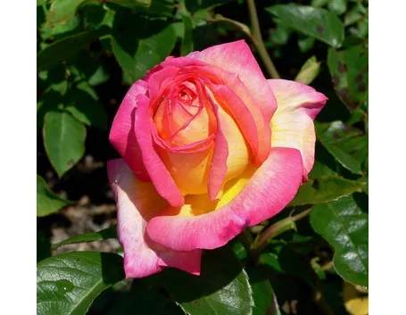 Esemplare di rosa Asagumo