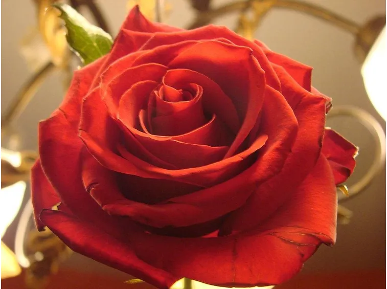 Rosa rossa Baroque