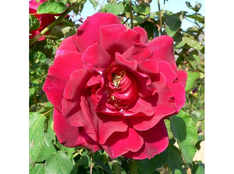 Rosa Etoile de Hollande