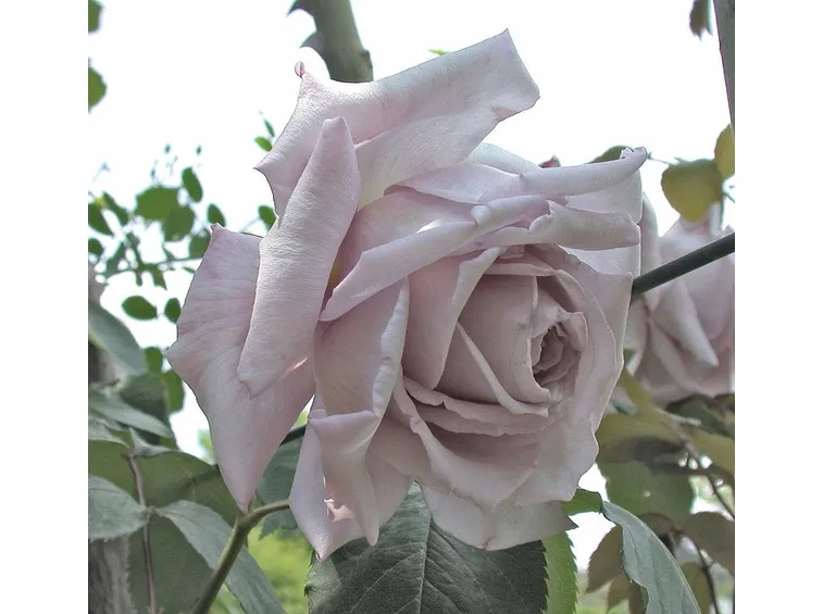 Esemplare di Rosa Serenissima