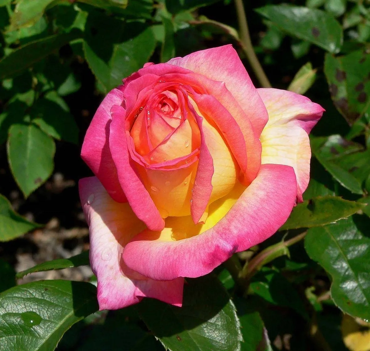 Esemplare di rosa Asagumo