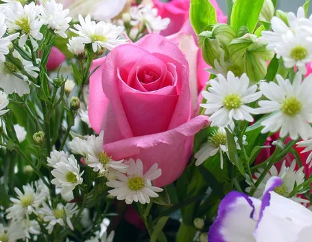 rosa in bouquet