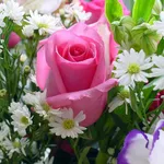 rosa in bouquet