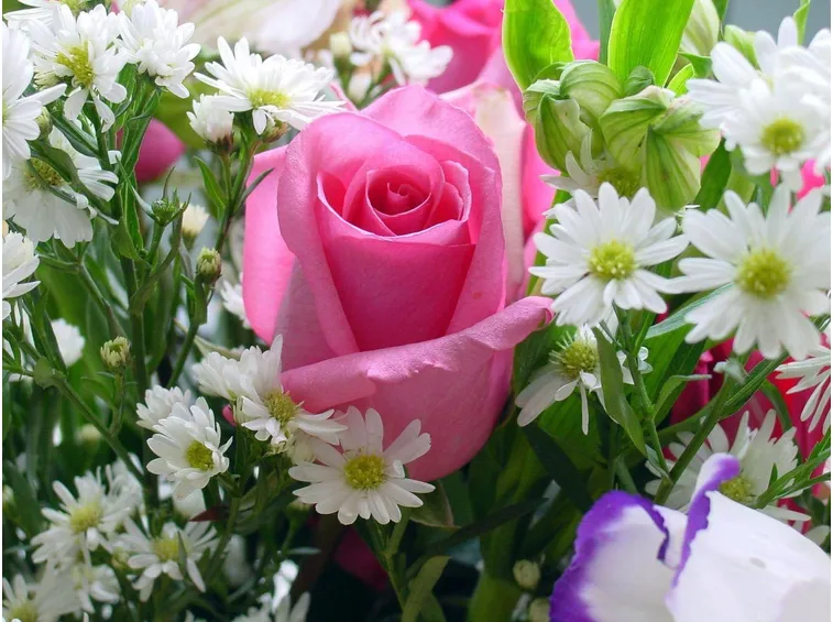 rosa in bouquet