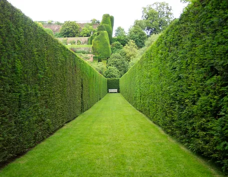 siepe giardino