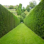 siepe giardino