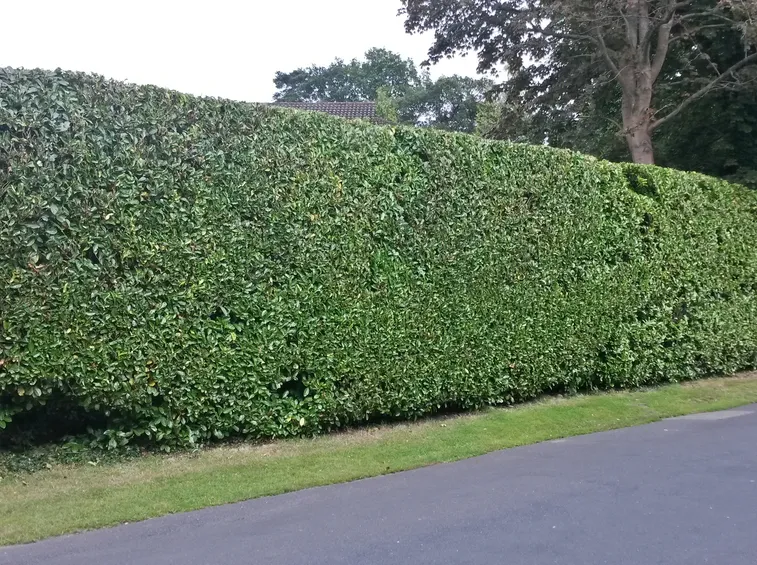 siepe verde lauro
