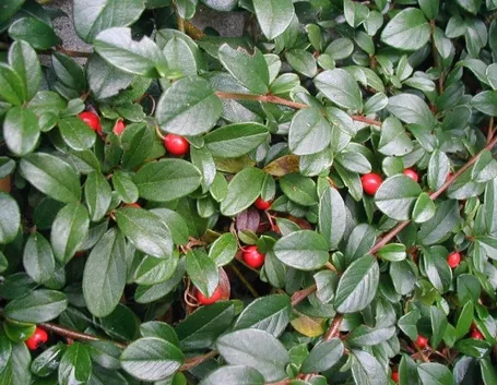 Foglie e bacche di Cotoneaster