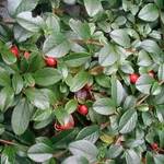 Foglie e bacche di Cotoneaster