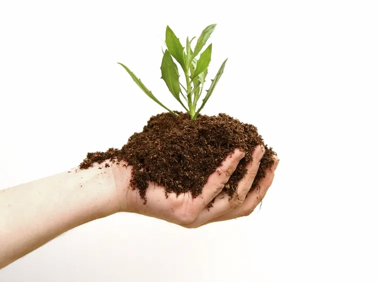 Fertilizzante organico