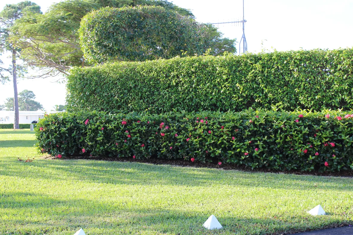 Siepe vigorosa e rigogliosa