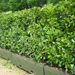 siepe di alloro nobilis