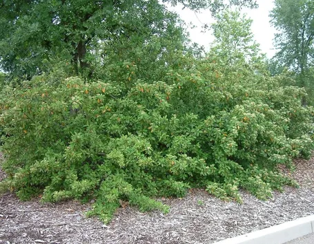 Cotoneaster lacteus giardino