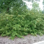 Cotoneaster lacteus giardino