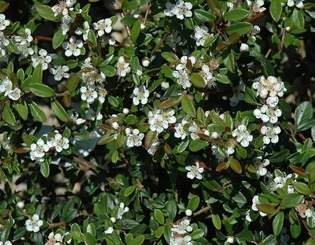 Cotoneaster fiore