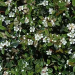 Cotoneaster fiore