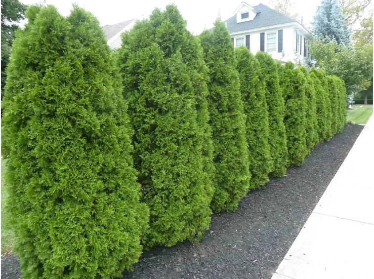 Filare di Thuja emerald