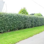 Siepe eleagnus
