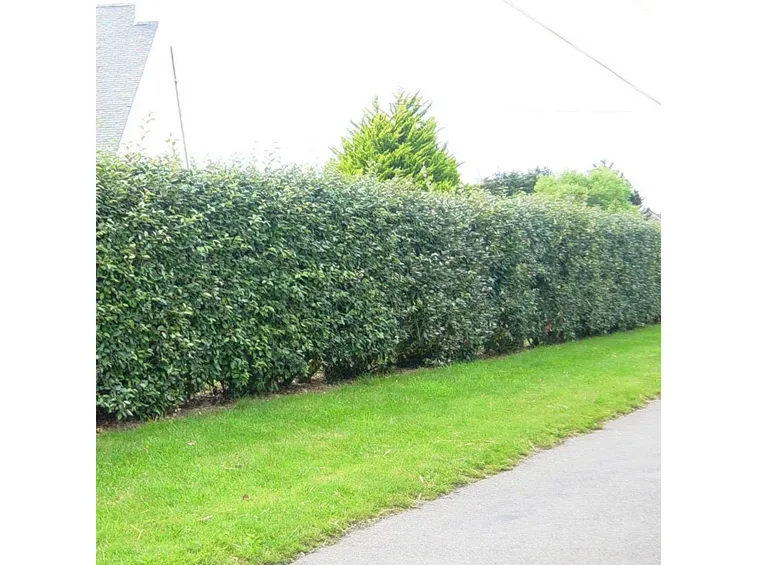 Siepe eleagnus