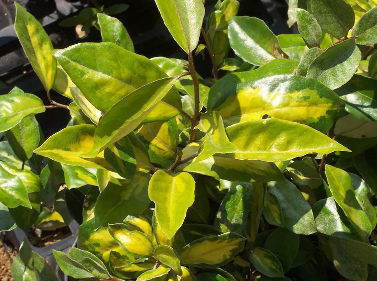Foglie eleagnus