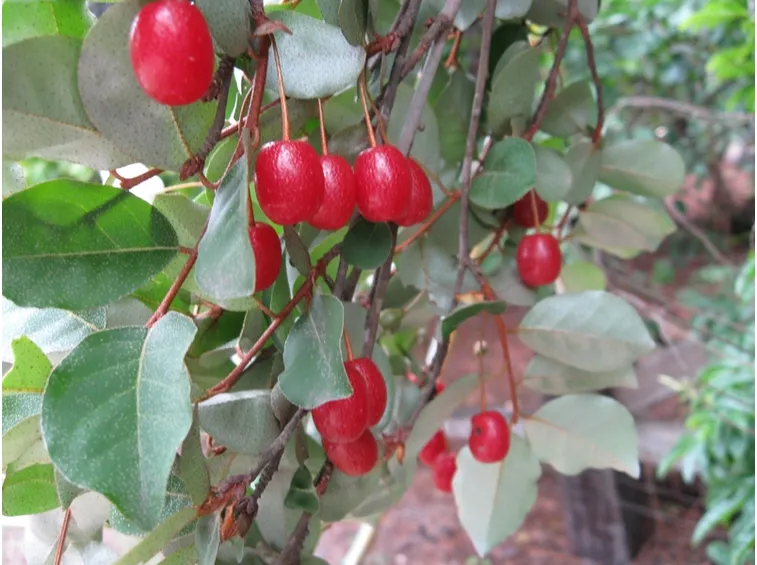 Bacche eleagnus