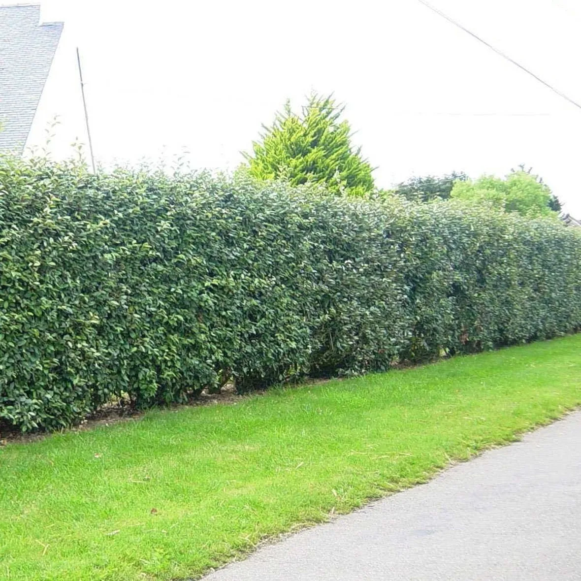 Siepe eleagnus